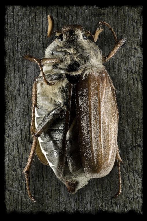 Beetle Photo